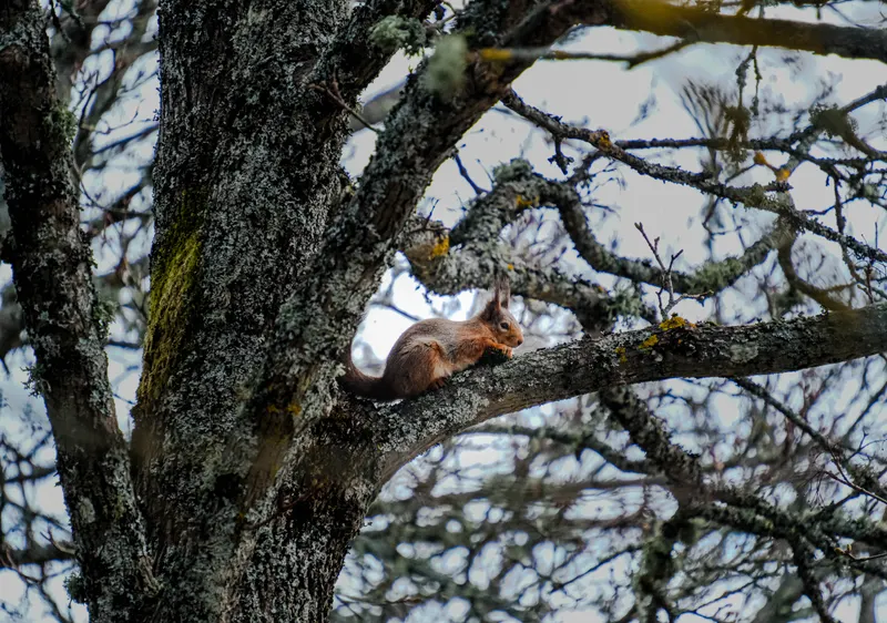 A red squirrel resting along a bare branch in a lichen-covered tree.