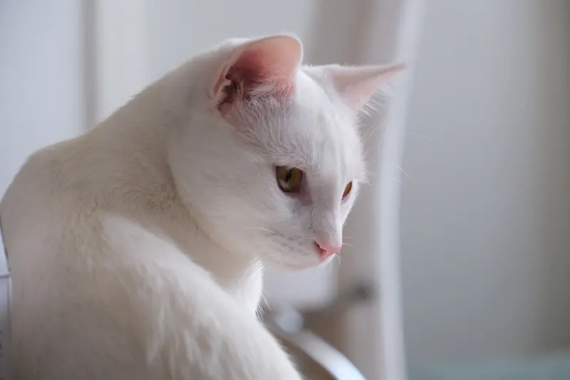 A white cat in profile against a pale wall, lit by soft window light.