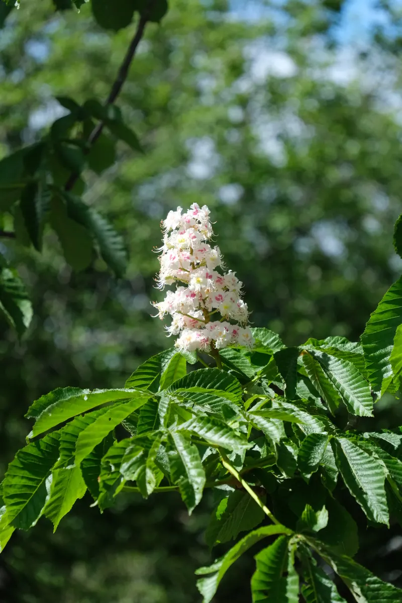 A white horse-chestnut flower spike standing above sunlit green leaves.