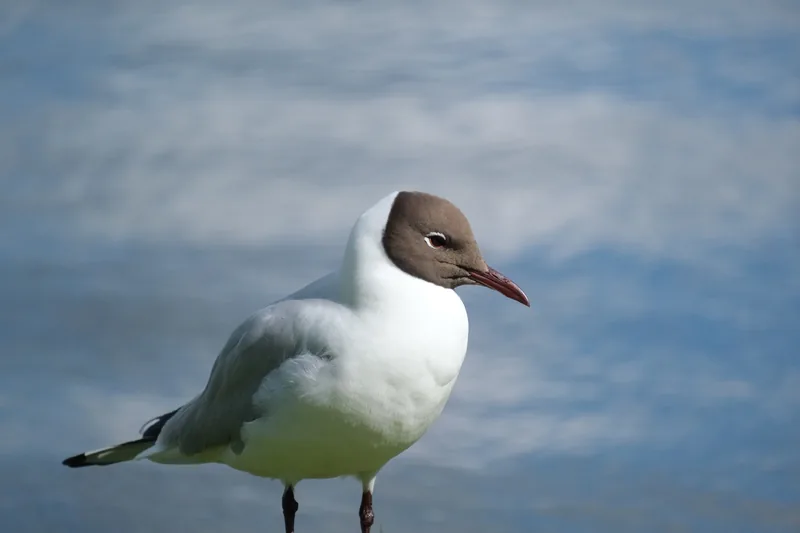 A black-headed gull in profile against softly blurred blue water.